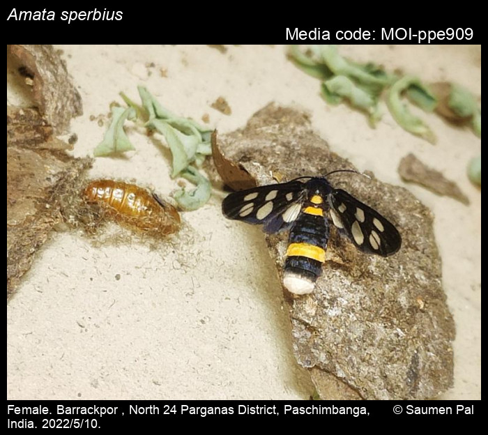 Amata sperbius (Fabricius, 1787) Moths